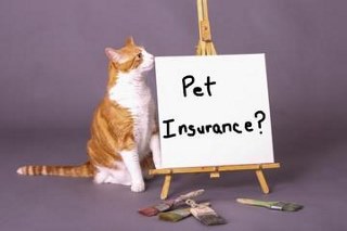 Figo pet insurance reviews